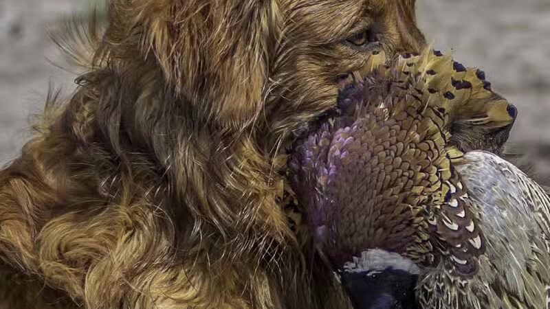 Buckeye Pheasant Hunting Preserve - New Lebanon, OH