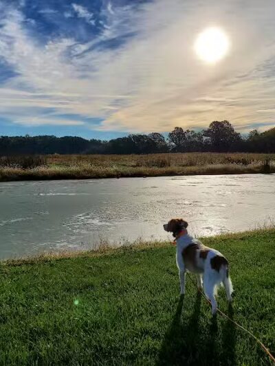 Buckeye Pheasant Hunting Preserve - New Lebanon, OH