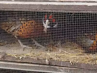 Buckeye Pheasant Hunting Preserve - New Lebanon, OH