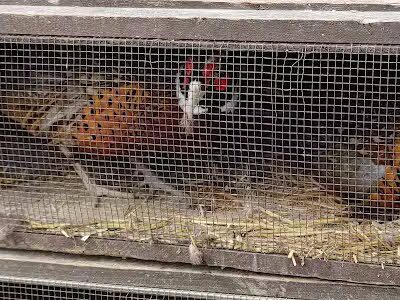 Buckeye Pheasant Hunting Preserve - New Lebanon, OH