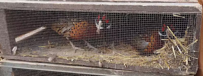 Buckeye Pheasant Hunting Preserve - New Lebanon, OH