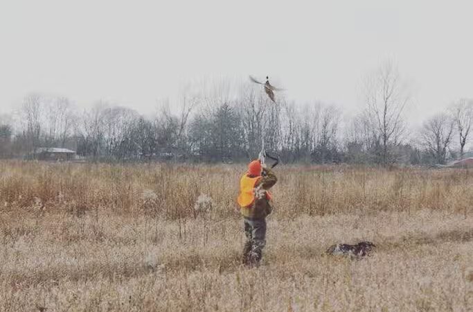 Buckeye Pheasant Hunting Preserve - New Lebanon, OH