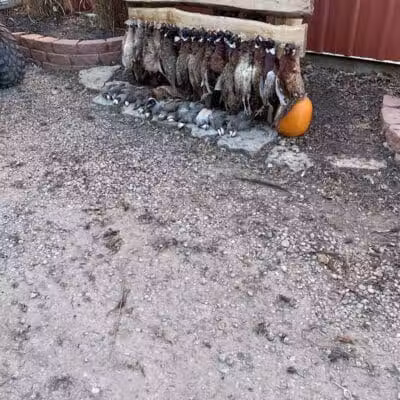 Buckeye Pheasant Hunting Preserve - New Lebanon, OH