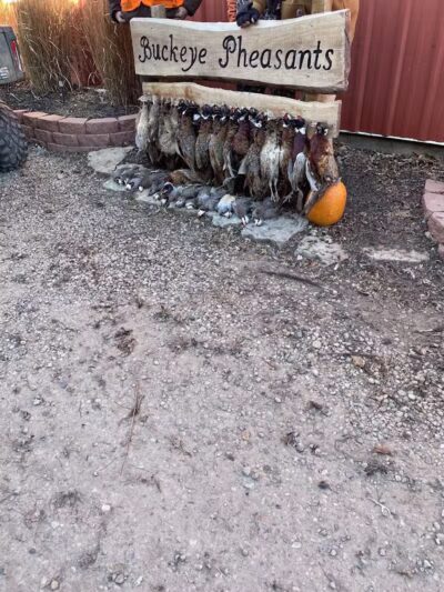 Buckeye Pheasant Hunting Preserve - New Lebanon, OH