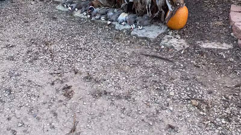 Buckeye Pheasant Hunting Preserve - New Lebanon, OH