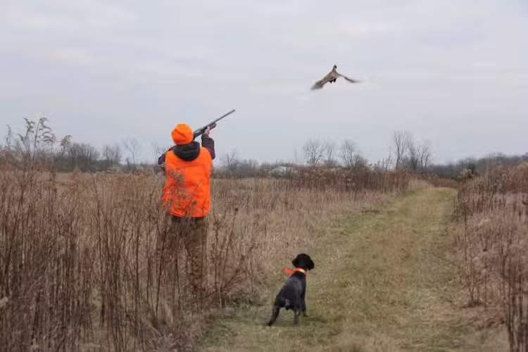Buckeye Pheasant Hunting Preserve - New Lebanon, OH