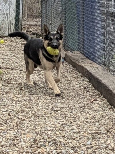 Perry County Dog Shelter - New Lexington, OH