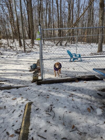 Perry County Dog Shelter - New Lexington, OH