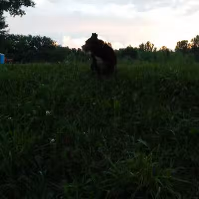 NL Jaycees Dog Park - New London, WI