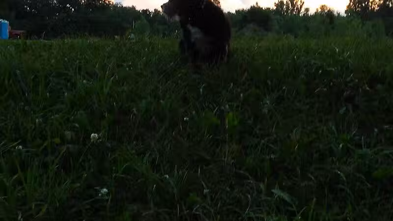 NL Jaycees Dog Park - New London, WI