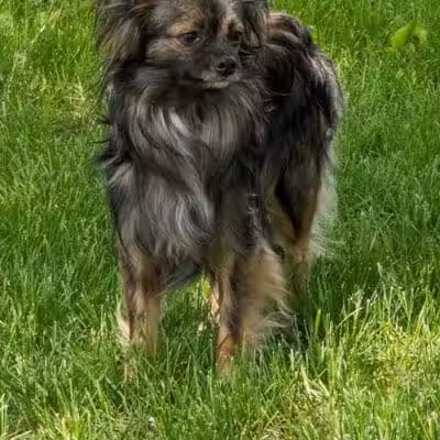 NL Jaycees Dog Park - New London, WI