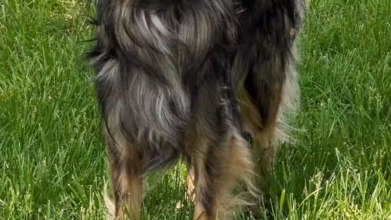 NL Jaycees Dog Park - New London, WI