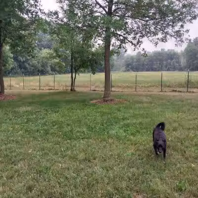 NL Jaycees Dog Park - New London, WI