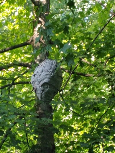 Crider Avenue Trail - New Philadelphia, OH