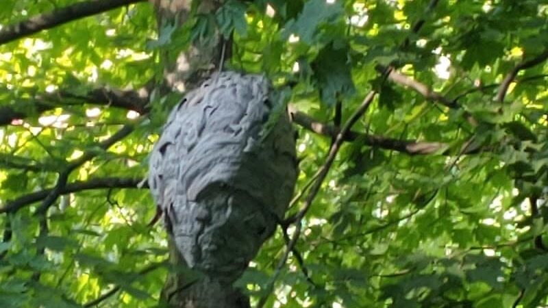 Crider Avenue Trail - New Philadelphia, OH