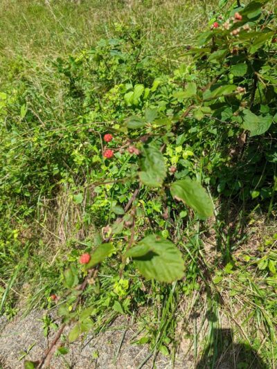 Crider Avenue Trail - New Philadelphia, OH
