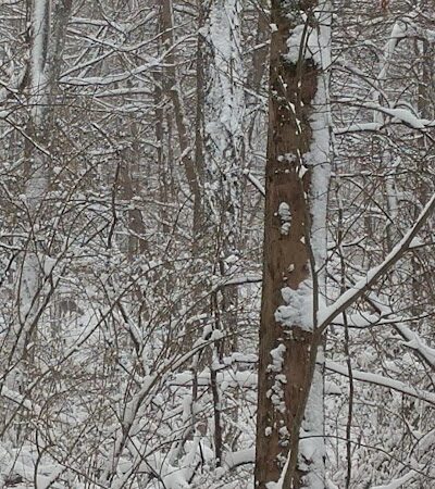 Crider Avenue Trail - New Philadelphia, OH