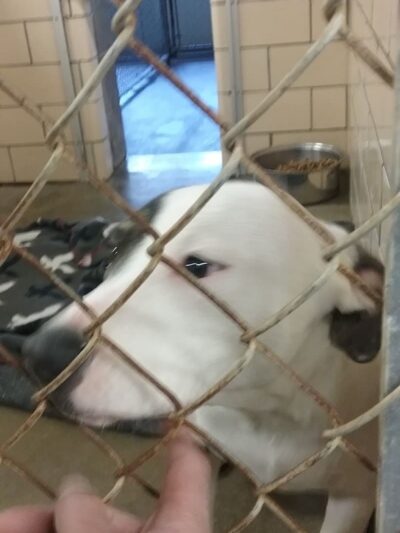 Tuscarawas County Dog Warden - New Philadelphia, OH