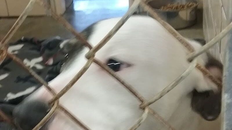 Tuscarawas County Dog Warden - New Philadelphia, OH