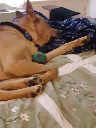 Tuscarawas County Dog Warden - New Philadelphia, OH