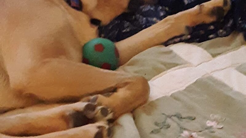 Tuscarawas County Dog Warden - New Philadelphia, OH