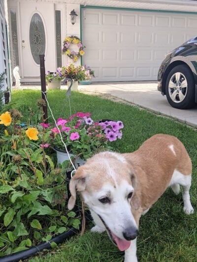 Tuscarawas County Dog Warden - New Philadelphia, OH