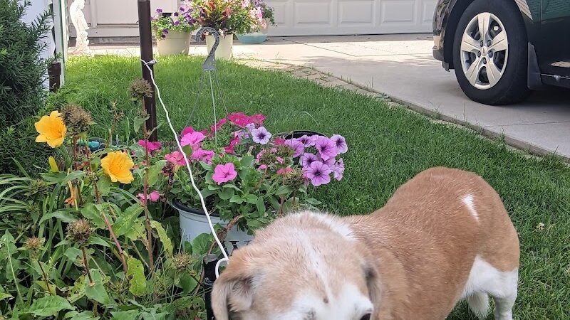 Tuscarawas County Dog Warden - New Philadelphia, OH