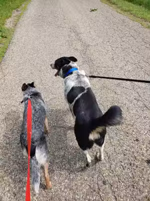 Tuscarawas County Dog Warden - New Philadelphia, OH
