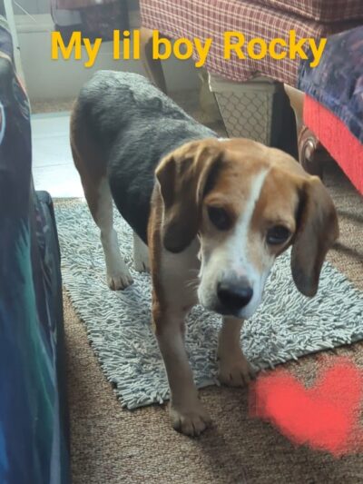 Tuscarawas County Dog Warden - New Philadelphia, OH