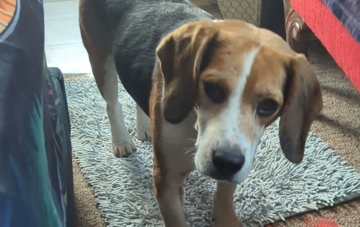 Tuscarawas County Dog Warden - New Philadelphia, OH