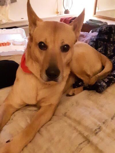 Tuscarawas County Dog Warden - New Philadelphia, OH