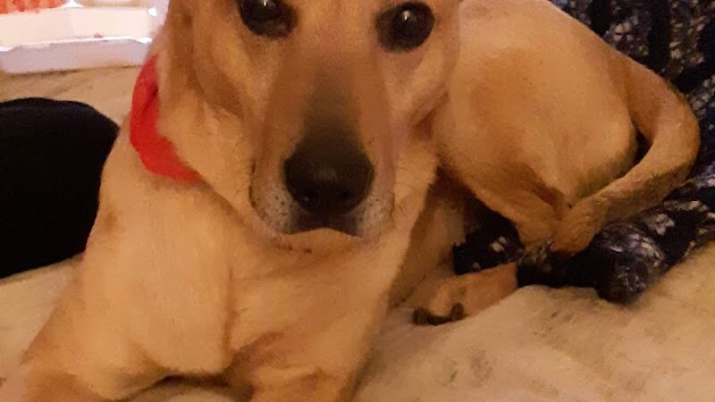 Tuscarawas County Dog Warden - New Philadelphia, OH