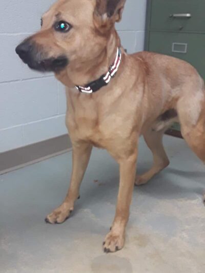 Tuscarawas County Dog Warden - New Philadelphia, OH