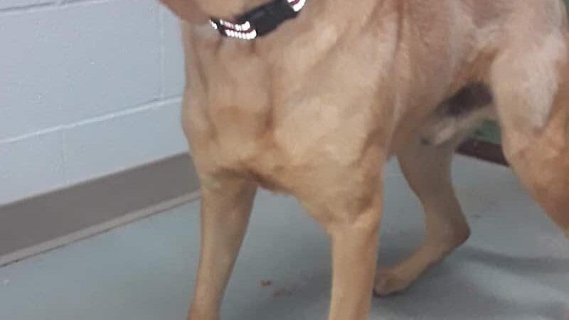 Tuscarawas County Dog Warden - New Philadelphia, OH