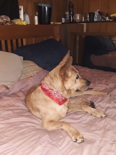 Tuscarawas County Dog Warden - New Philadelphia, OH