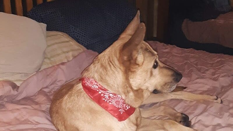 Tuscarawas County Dog Warden - New Philadelphia, OH