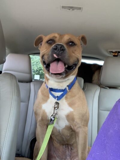 Tuscarawas County Dog Warden - New Philadelphia, OH