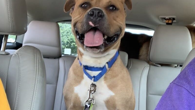 Tuscarawas County Dog Warden - New Philadelphia, OH