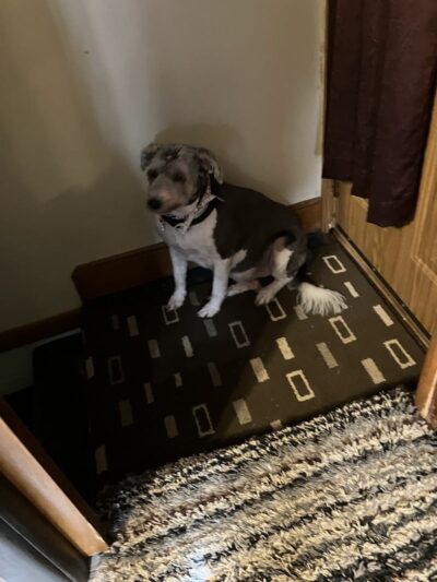 Tuscarawas County Dog Warden - New Philadelphia, OH