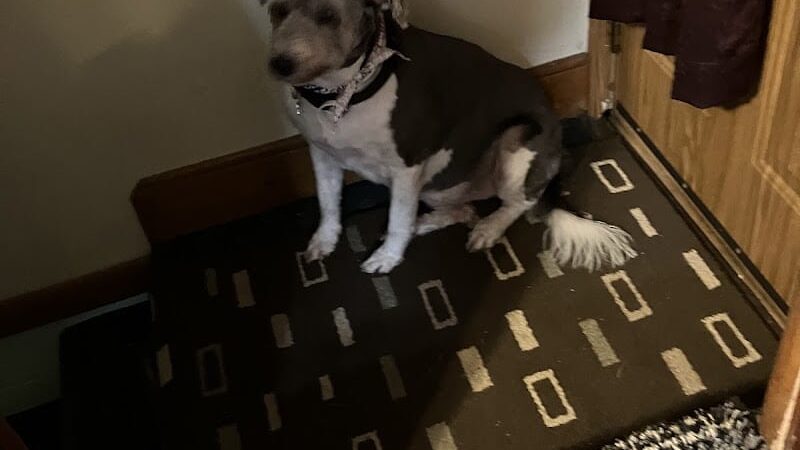 Tuscarawas County Dog Warden - New Philadelphia, OH