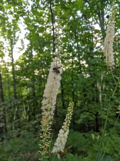 Lake Hope Grouse Pt. Mountain Bike Trailhead - New Plymouth, OH