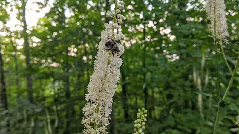 Lake Hope Grouse Pt. Mountain Bike Trailhead - New Plymouth, OH