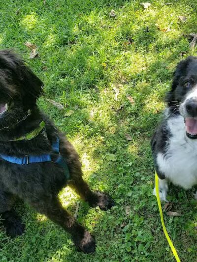 Cross Creek Farm Canine Water Sports LLC - New Richmond, OH