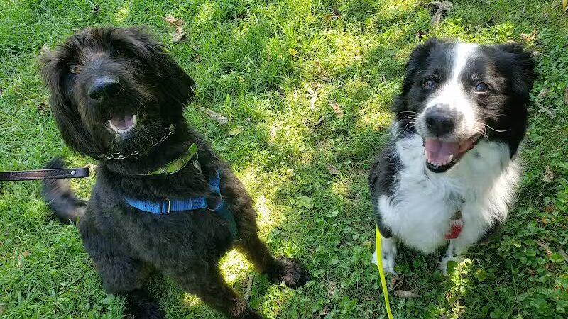 Cross Creek Farm Canine Water Sports LLC - New Richmond, OH