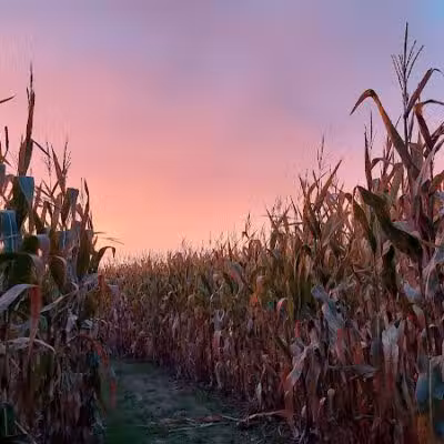 Maze Craze Corn Maze - New Springfield, OH