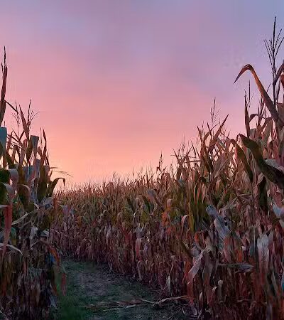 Maze Craze Corn Maze - New Springfield, OH