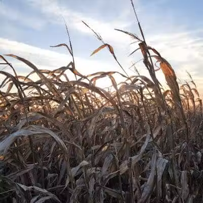 Maze Craze Corn Maze - New Springfield, OH