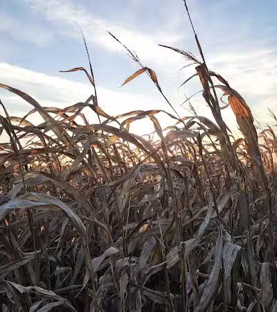 Maze Craze Corn Maze - New Springfield, OH