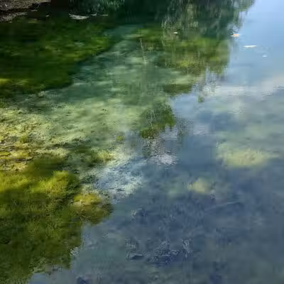 Springfield Forest, Mill Creek MetroParks - New Springfield, OH