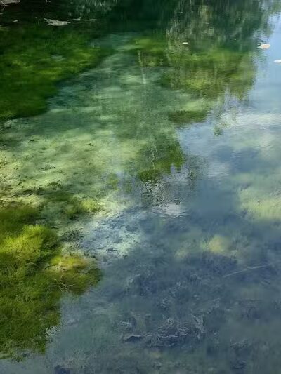 Springfield Forest, Mill Creek MetroParks - New Springfield, OH